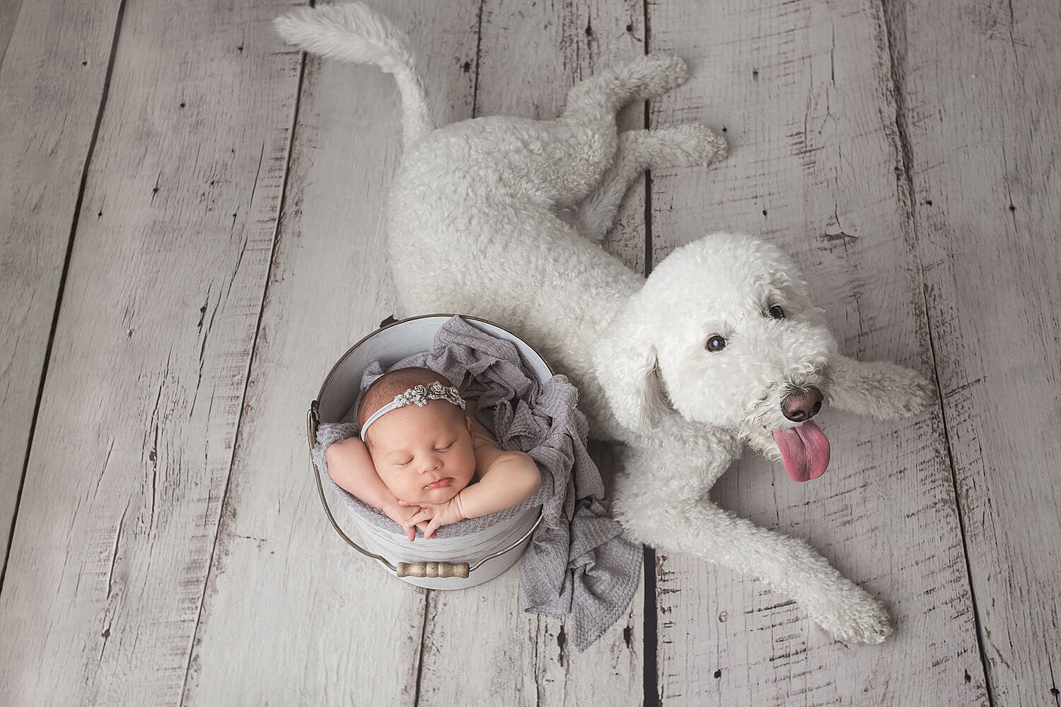 newborn baby in a bucket with poodle dog